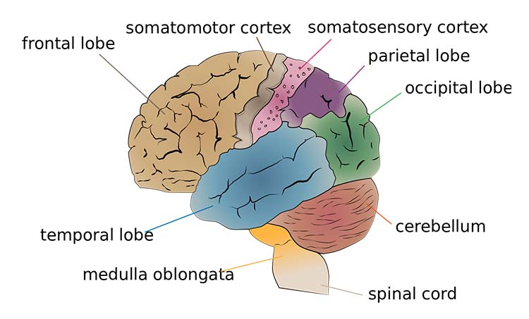 Brain Diagram Brain Diagram